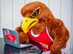 Rocky the Red Hawk looking at a laptop intently